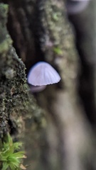 Mycena pseudocorticola