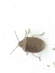 Dryadocoris apicalis