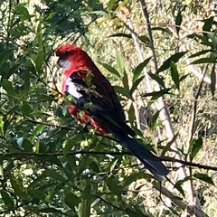 Platycercus elegans elegans