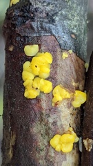Calycina claroflava
