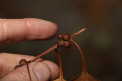 Eucalyptus platyphylla