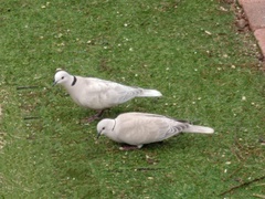 Streptopelia roseogrisea