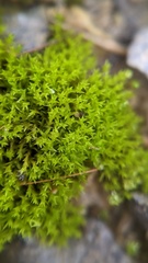 Pseudocrossidium hornschuchianum