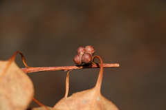 Eucalyptus platyphylla