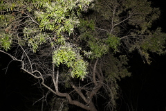 Eucalyptus platyphylla