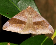 Bastilla maturata