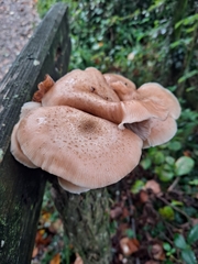 Armillaria cepistipes