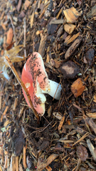 Russula cremoricolor
