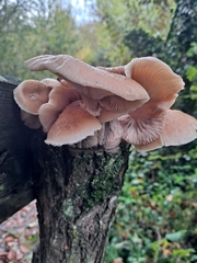 Armillaria cepistipes
