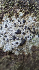 Porpidia crustulata