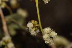 Eucalyptus platyphylla