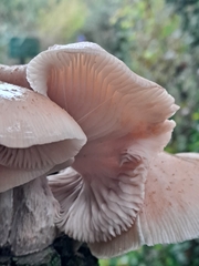 Armillaria cepistipes