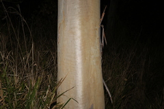 Eucalyptus platyphylla