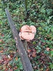 Armillaria cepistipes