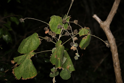 Image of Abutilon auritum by (c) Greg Tasney, some rights reserved (CC BY-SA)