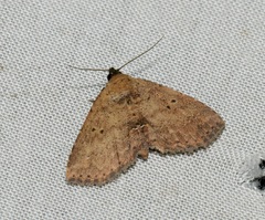 Cerynea discontenta