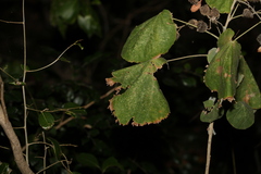 Abutilon auritum