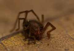 Erythraeidae