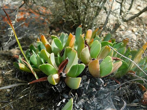 Brianhuntleya purpureostyla