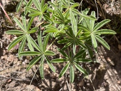 Lupinus argenteus