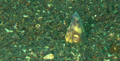 Ophichthus altipennis