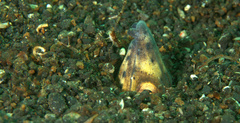 Ophichthus altipennis