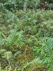 Cyclosorus interruptus