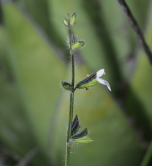 Salvia podadena