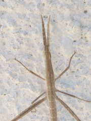 Truxalis nasuta
