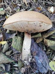 Leccinum duriusculum