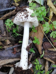 Volvopluteus gloiocephalus