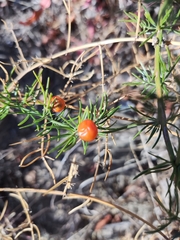 Asparagus verticillatus