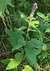 Teucrium