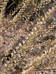 Lepidium densiflorum