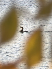 Nannopterum brasilianum