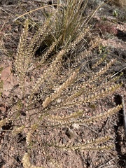 Lepidium densiflorum