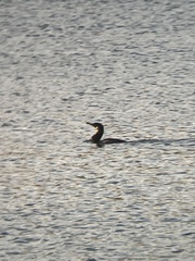 Nannopterum brasilianum