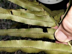 Cyclosorus interruptus