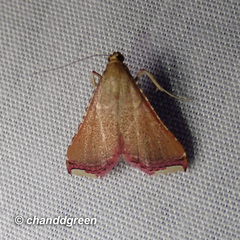 Endotricha olivacealis