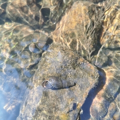 Koreoleptoxis