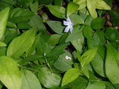 Vinca difformis