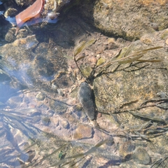 Koreoleptoxis