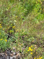 Oenothera