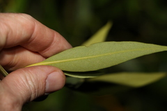 Avicennia marina