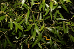 Avicennia marina