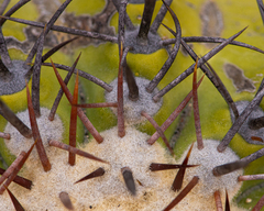 Copiapoa longistaminea