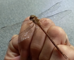 Triacanthagyna caribbea