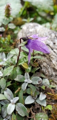 Campanula pallida