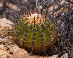 Copiapoa longistaminea