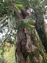 Podocarpus macrophyllus